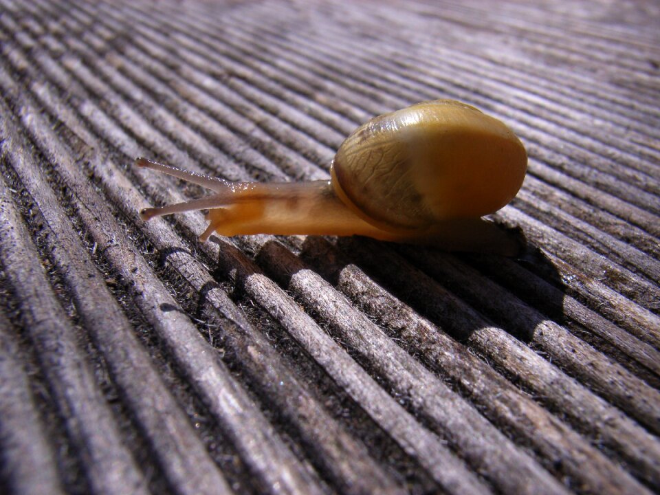 Close up snail shell nature