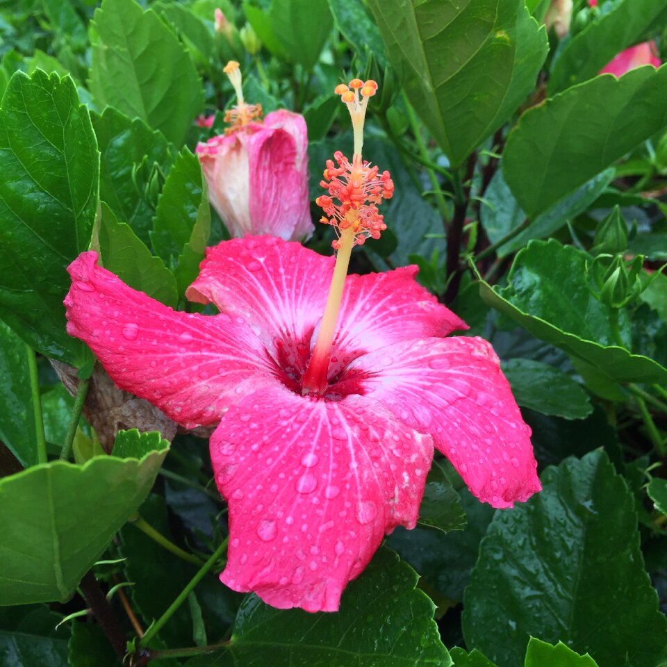 Botanical bloom floral
