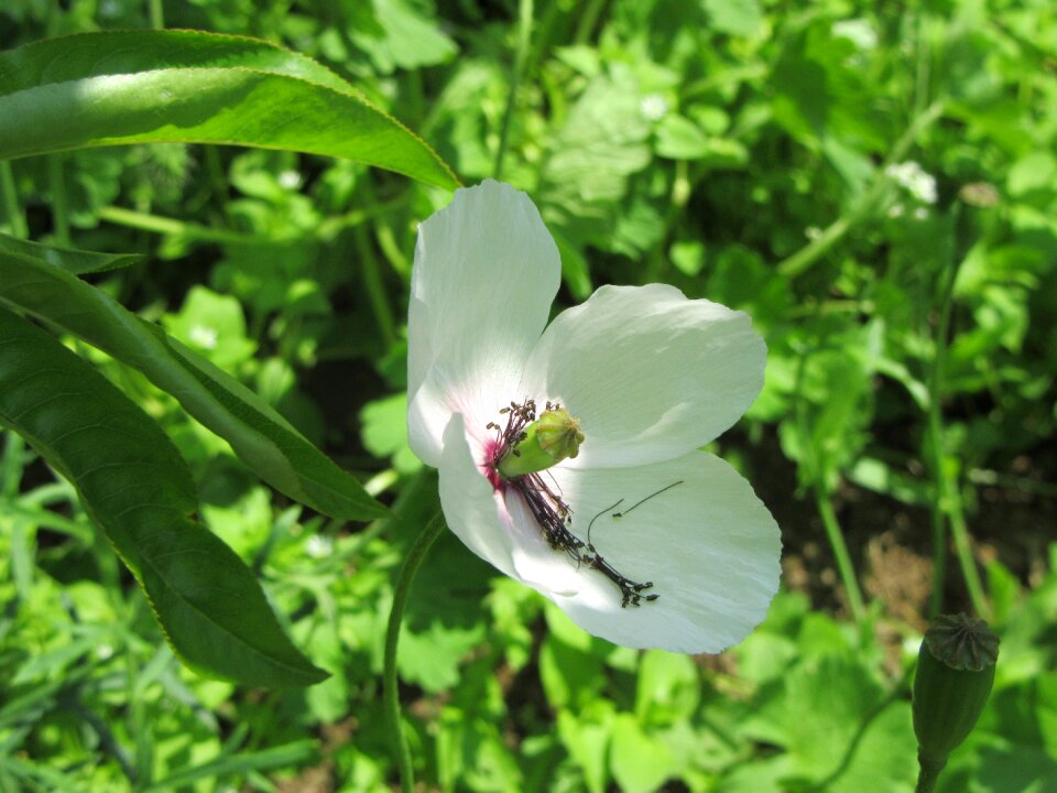 White poppy