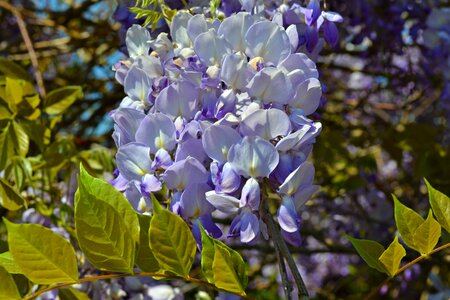 Flowers blue spring