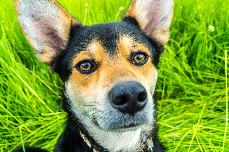 Fur pet close up