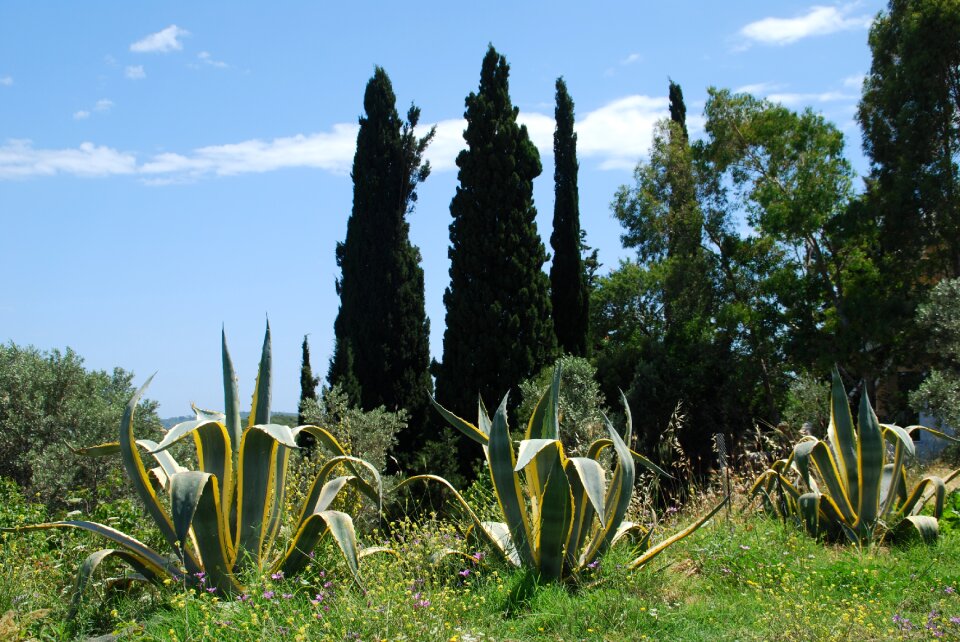 Vacations greek island agave