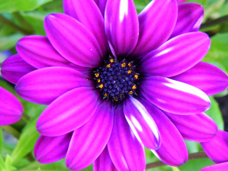 Small flower white purple wild flower