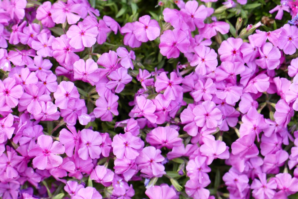 Plant garden spring flowers