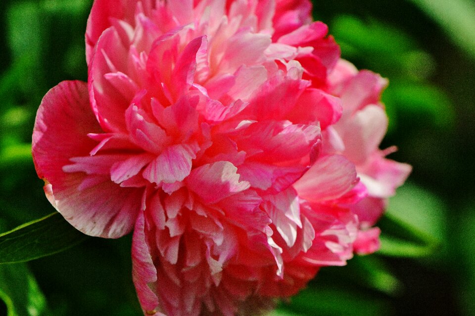 Blossom bloom nature