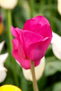 Spring tulip fields blossomed photo