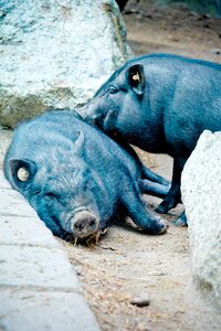 Eurasisch pig sow photo