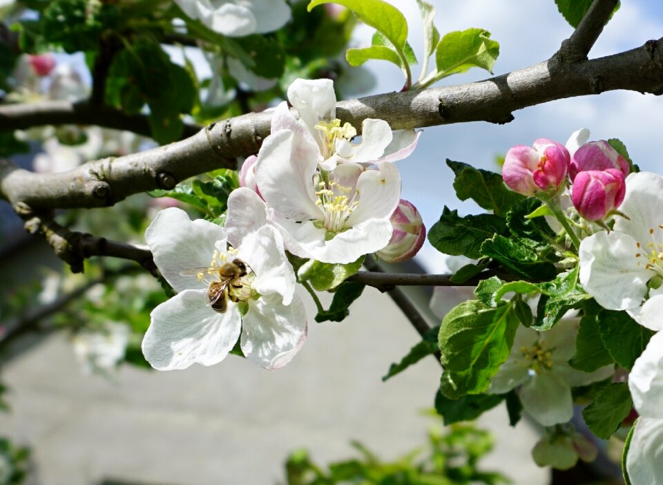 Bloom pollination white photo