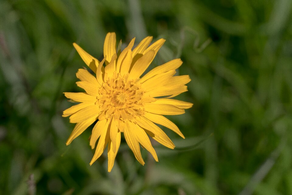 Blossom bloom yellow