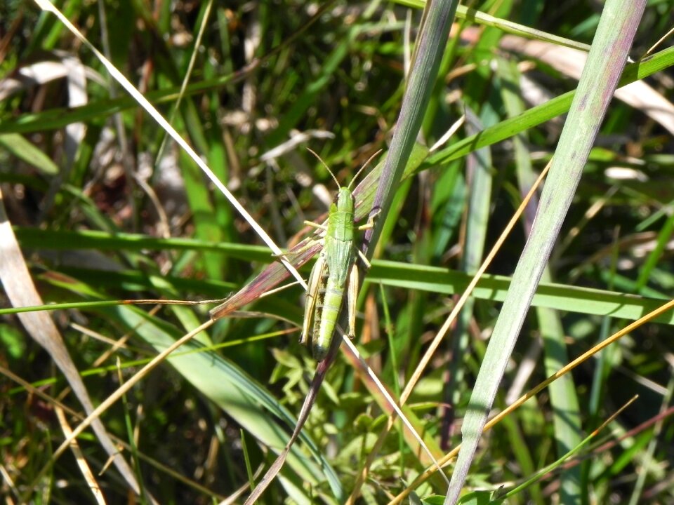 Close up insect animal