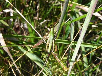 Close up insect animal photo