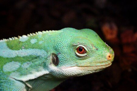 Terrarium zoo animals