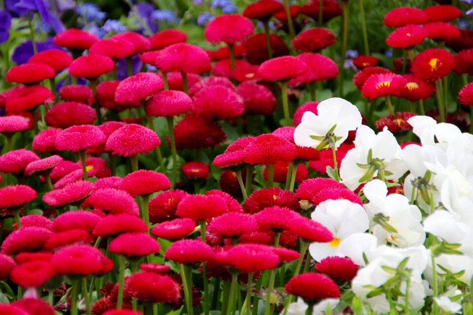 Spring wild flowers summer meadow