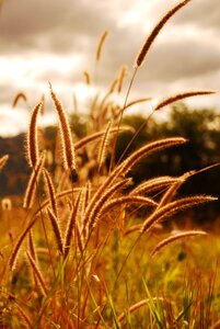 Field dry autumn