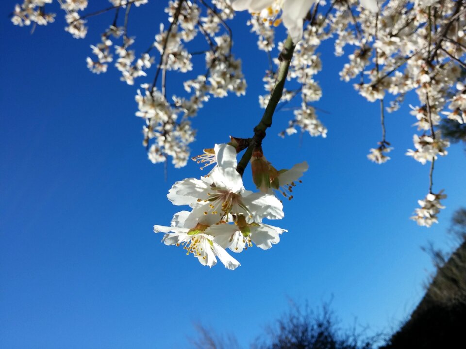Flowers almond tree nature
