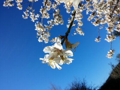 Flowers almond tree nature