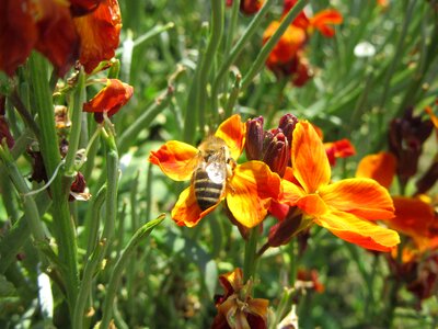 Orange bee photo