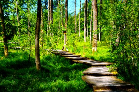 Trees forest path landscape photo