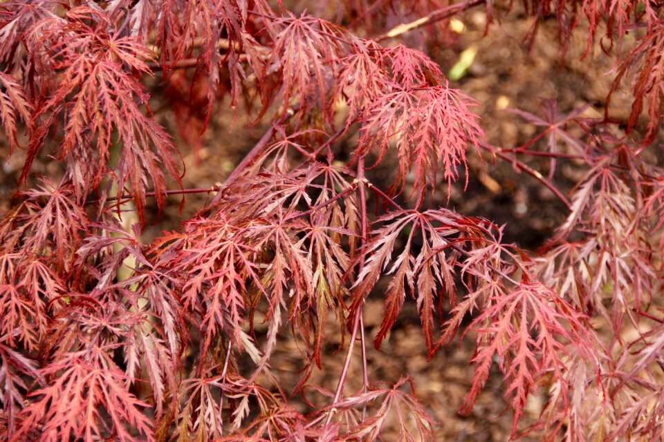 Red maple japanese maple