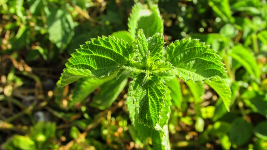 Nature leaves flora