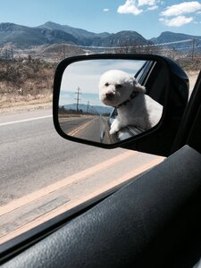 Cute pet car ride
