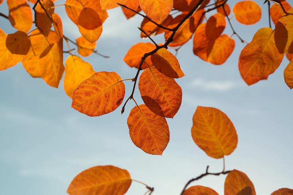 Red blood red fall foliage