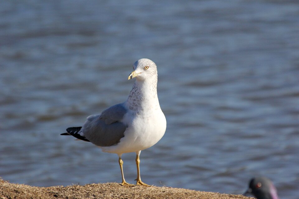 Feather coast nature