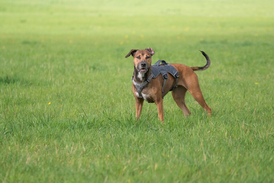 Dog on meadow attentive dog animal