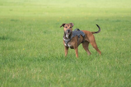 Dog on meadow attentive dog animal