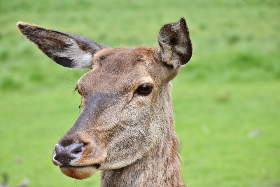 Mammal animal nature