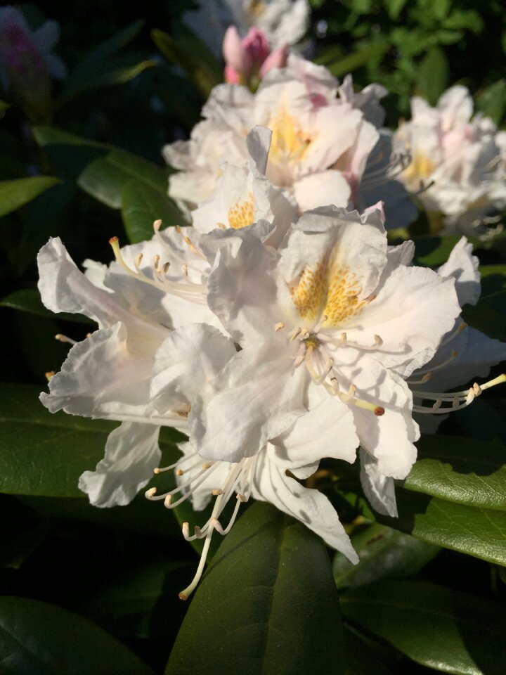 Flower rhododendron Free photos