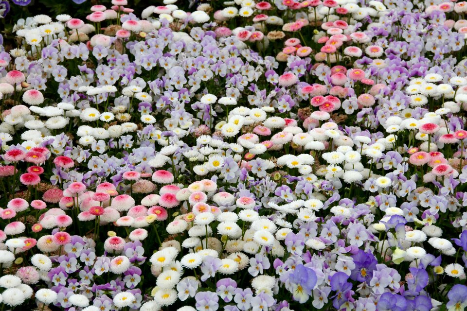 Daisy geese flower flowers