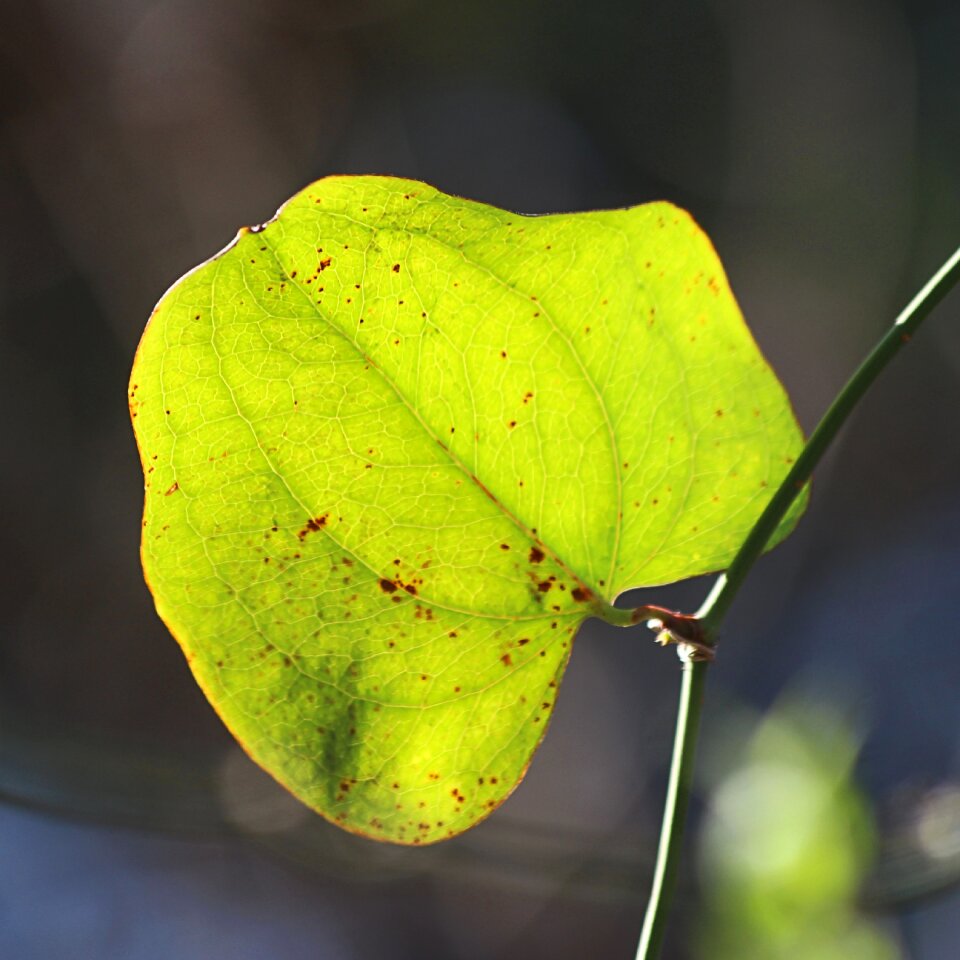 Plant nature natural