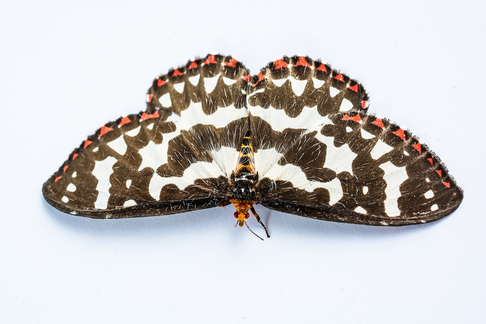 Butterfly insect Free photos