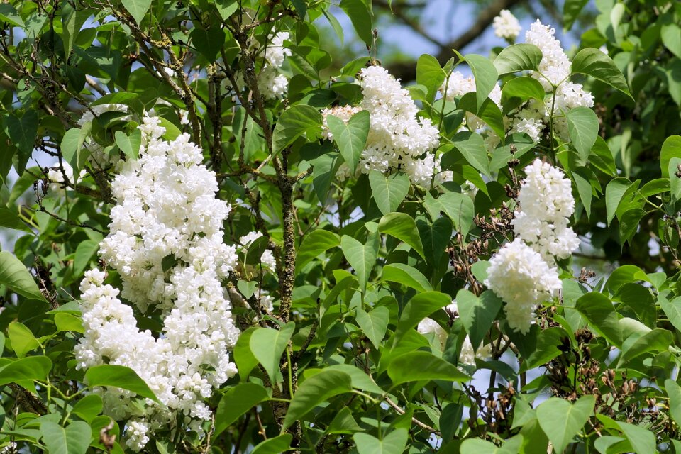 Spring garden nature