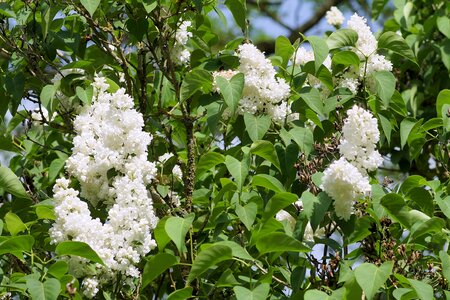Spring garden nature