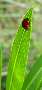 Bug beetle insect photo