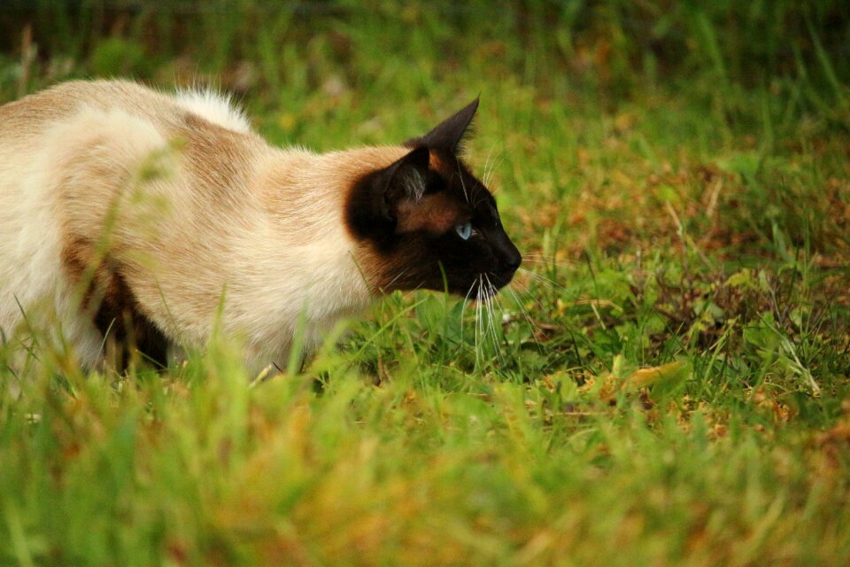 Breed cat siamese cat siamese photo