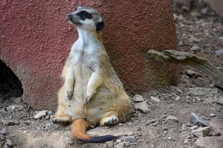 Animals zoo nature