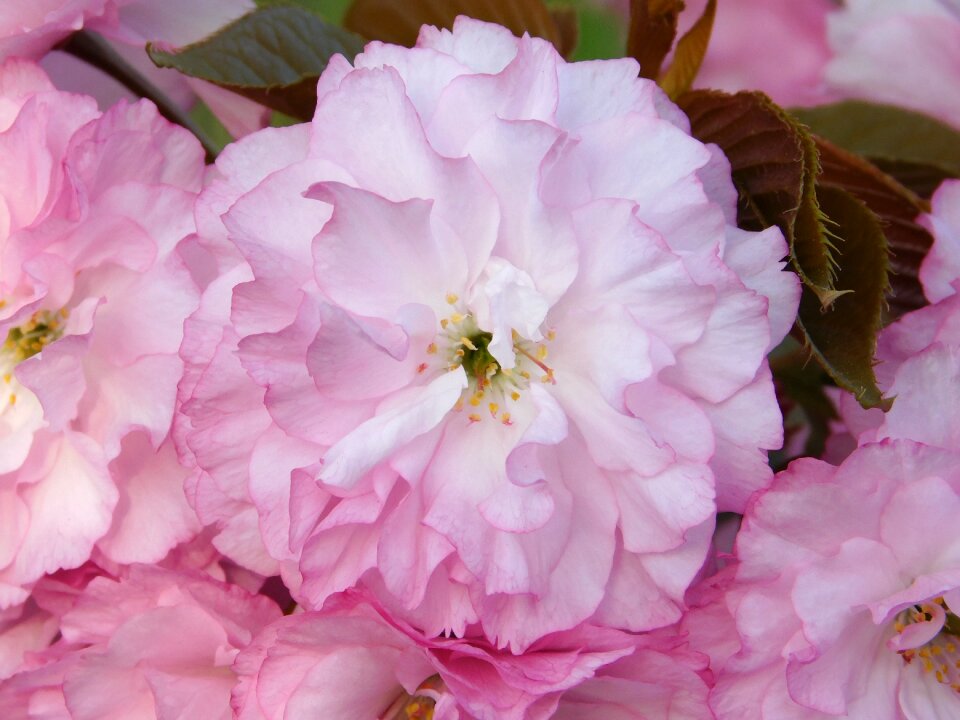 Pink flowers nature spring
