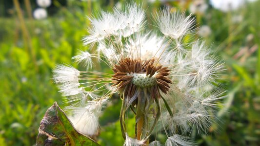 Grass flower macro photo