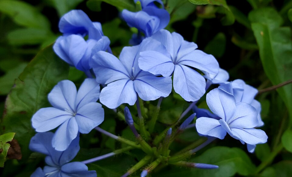 Flowers blue flowers petals