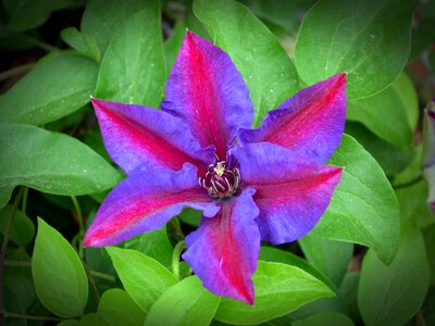 Flowers violet bloom