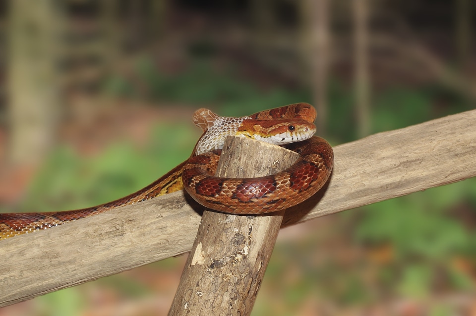 Pantherophis guttatusschlange terraristik scale