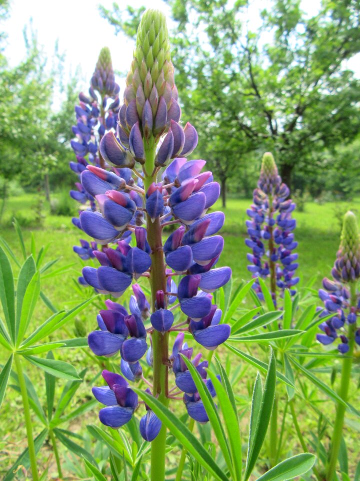 Green blue violet