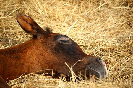 Brown mold thoroughbred arabian sleep