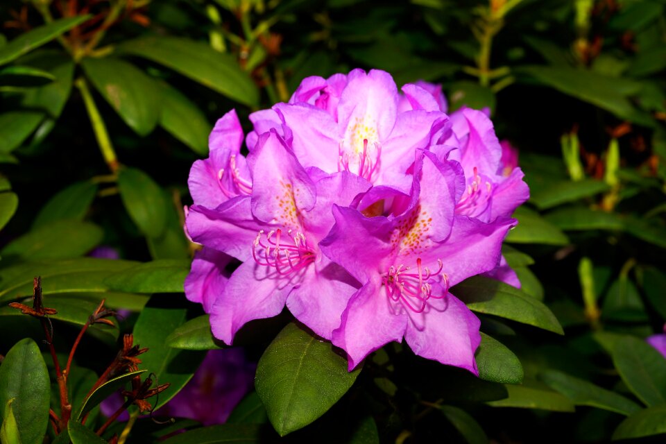 Purple nature plant