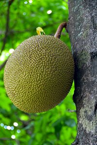 Tropical jakfruit asian photo