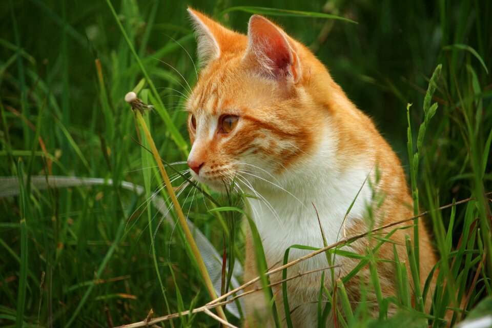 Red mackerel tabby red cat mackerel