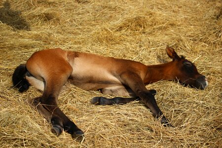 Brown mold thoroughbred arabian sleep